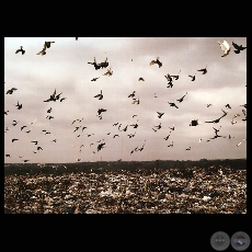 Vertedero Municipal de Asunción - Fotografía de René González - Año 2008